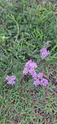 Heliotropium amplexicaule observed 2026-10-26