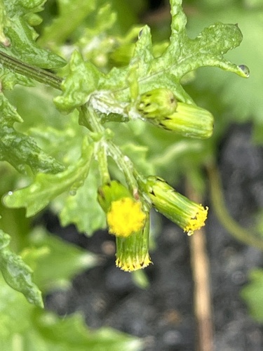 Senecio observed 2026-10-26