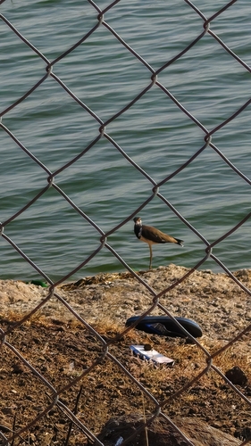 Vanellus indicus observed 2026-10-26