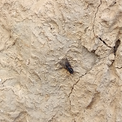 Common House Fly