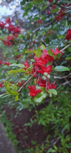 Ochna observed 2026-10-26