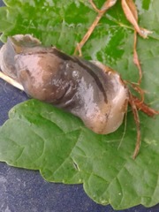 Drusia ibera