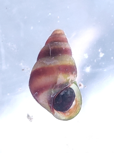 Barleeia observed 2026-10-25
