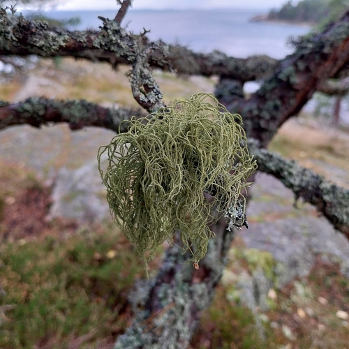 Usnea observed 2026-10-25