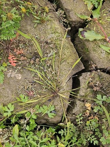 Leersia oryzoides observed 2026-10-25