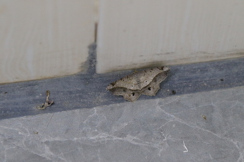 Chiasmia monticolaria