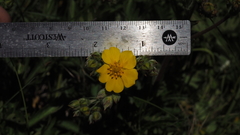 Potentilla gracilis fastigiata