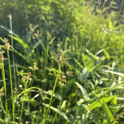 Fimbristylis observed 2026-10-26