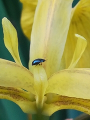Brassicogethes viridescens