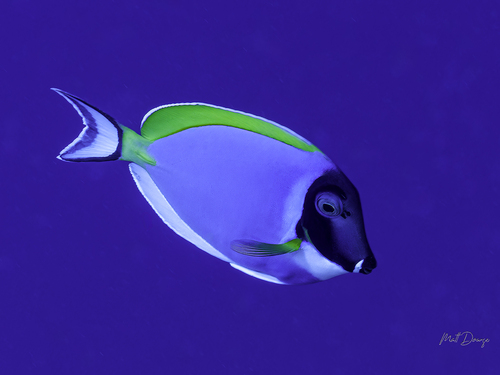 Acanthurus leucosternon observed 2026-10-19