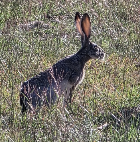 Black-tailed Jackrabbit