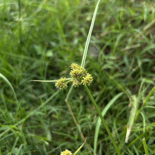 Cyperus difformis observed 2026-10-26