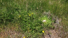Potentilla gracilis fastigiata