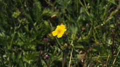 Potentilla gracilis fastigiata