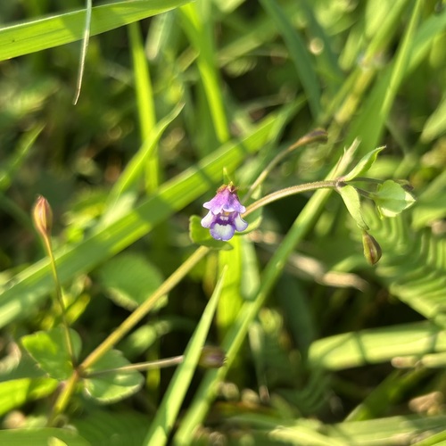 Torenia crustacea observed 2026-10-26