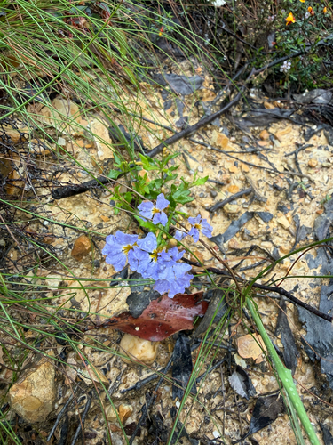 Dampiera stricta observed 2026-10-25