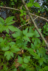 Cardamine maxima