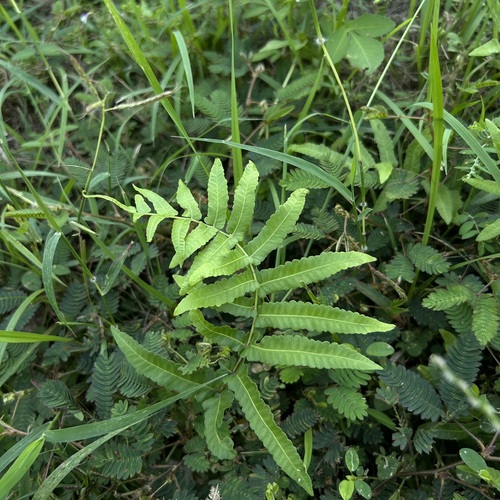 Goniopteris observed 2026-10-26