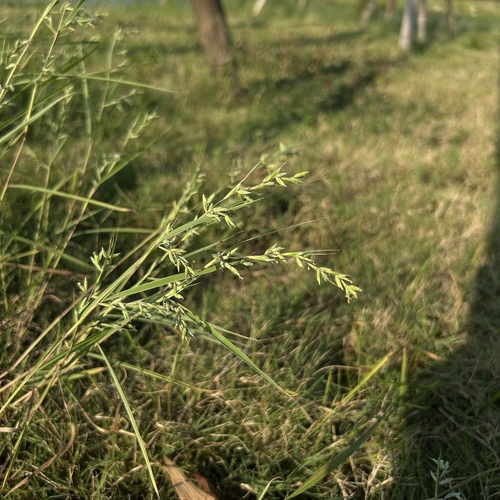 Apluda mutica observed 2026-10-26