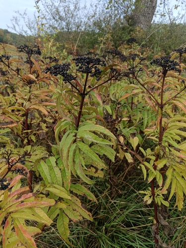 Sambucus ebulus observed 2026-10-26