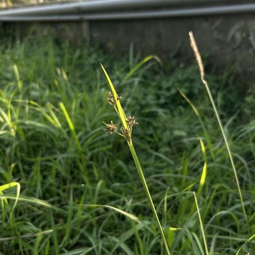 Fimbristylis observed 2026-10-26