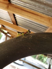 Dendrotettix quercus