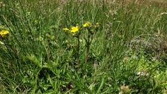Potentilla gracilis fastigiata