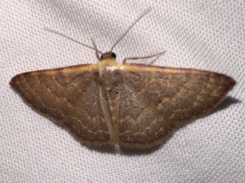 Pannaria observed 2026-10-24