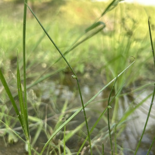 Schoenoplectiella juncoides observed 2026-10-26