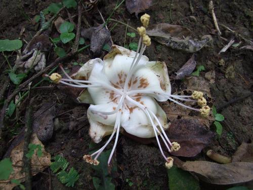 Ceiba trischistandra image