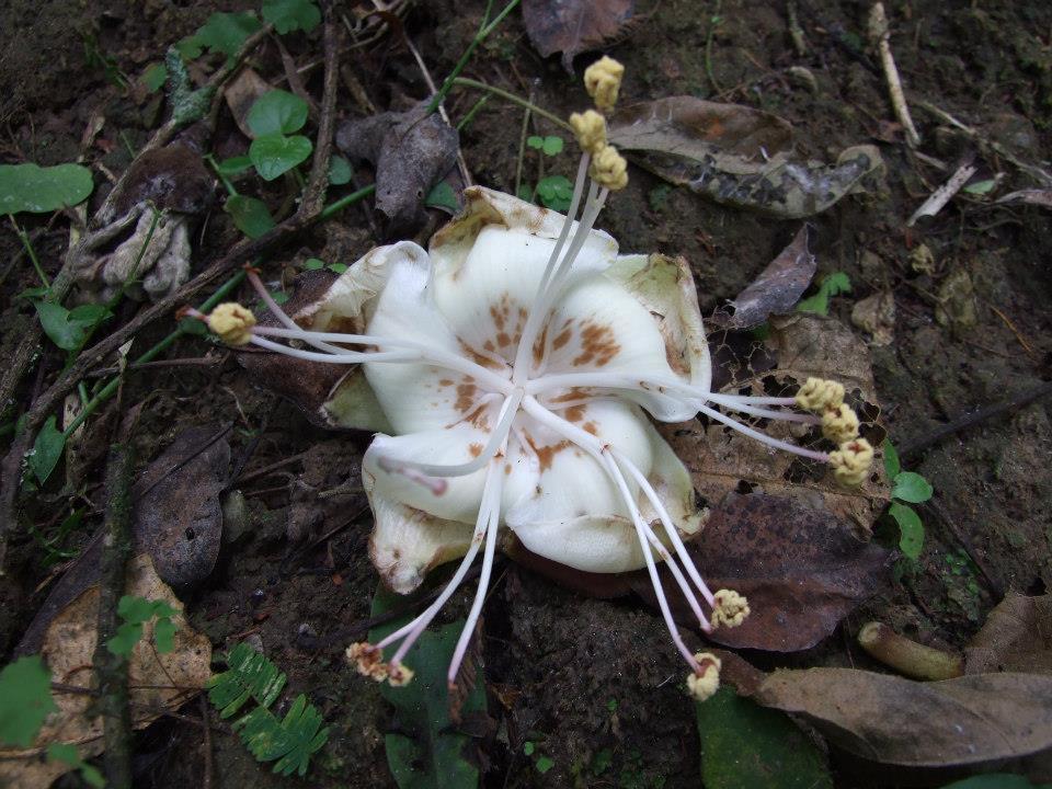 Ceiba image