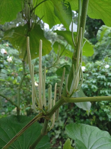 Piper umbellatum observed 2026-10-25