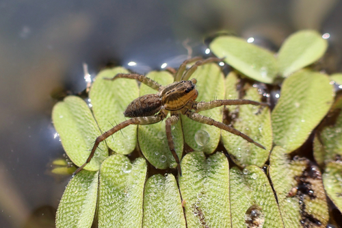 Pond Wolf Spider