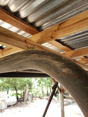 Dendrotettix quercus