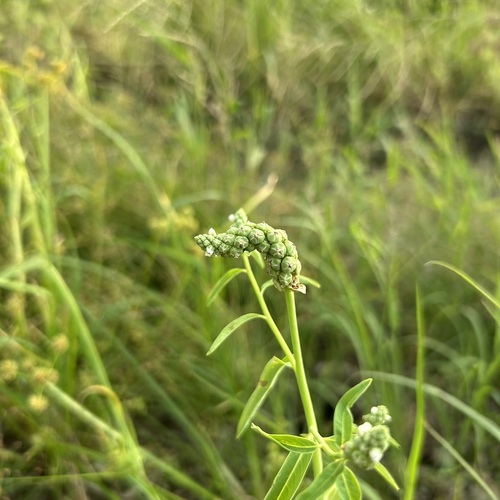Sphenoclea zeylanica observed 2026-10-26
