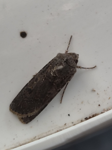 Turnip Moth