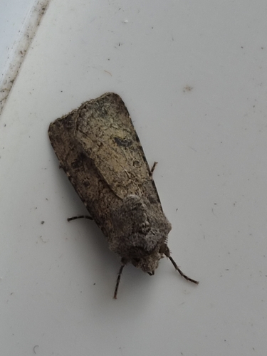 Turnip Moth