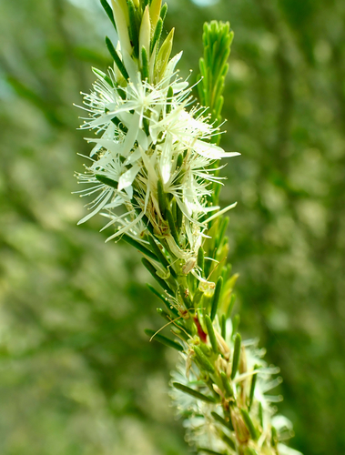 Calytrix, 2026-10-25