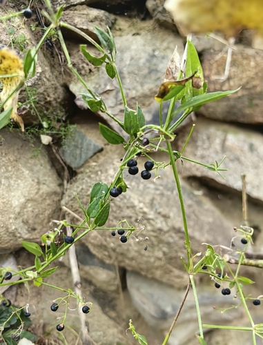 Rubia cordifolia observed 2026-10-26