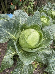 Brassica oleracea capitata