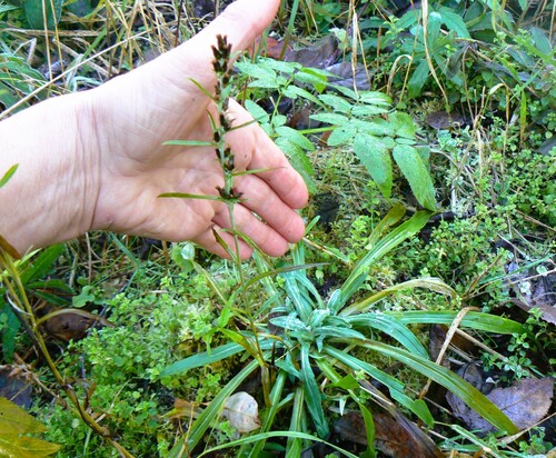 Omalotheca sylvatica observed 2026-10-19