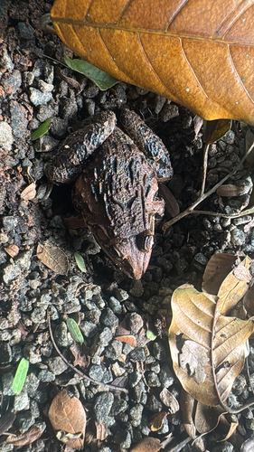 Hoplobatrachus tigerinus observed 2026-10-26