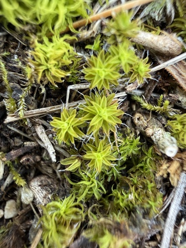 Star Moss