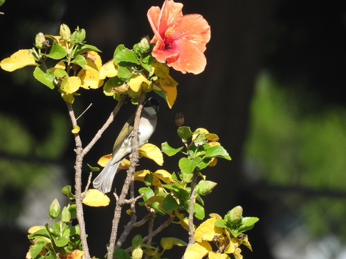 Pycnonotus sinensis, 2026-10-26