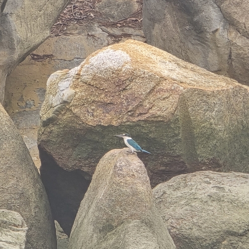 Todiramphus chloris observed 2026-10-26