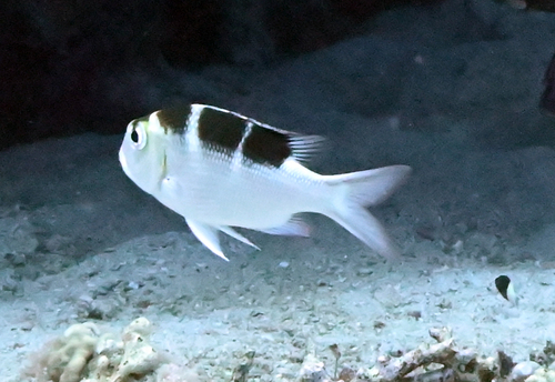 Monotaxis grandoculis observed 2026-10-26