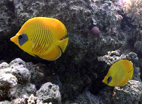 Chaetodon semilarvatus observed 2026-10-26