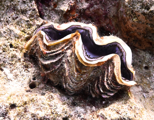 Tridacna observed 2026-10-26