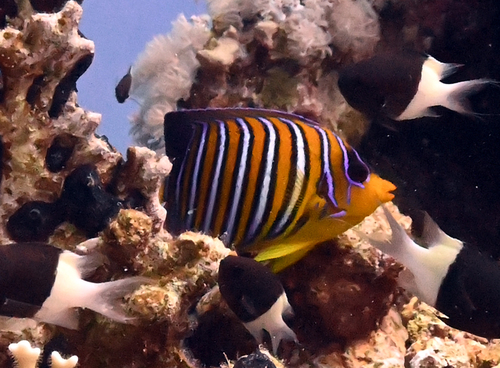 Pygoplites diacanthus observed 2026-10-26