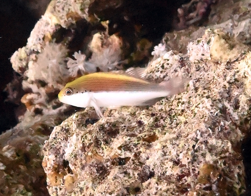 Paracirrhites forsteri observed 2026-10-26
